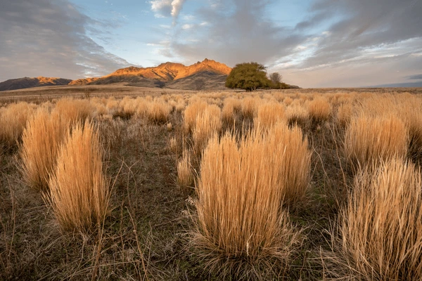 Coirón patagónico